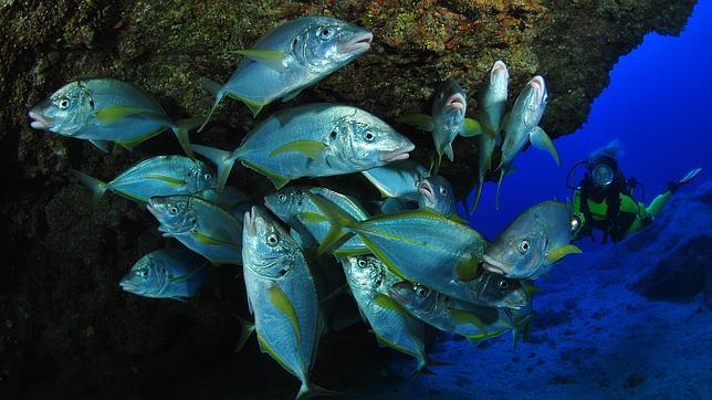 Cinco fotos alucinantes del fondo del mar de El Hierro