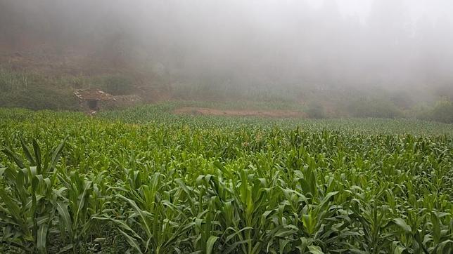 Todo lo que hay que saber sobre el gofio canario