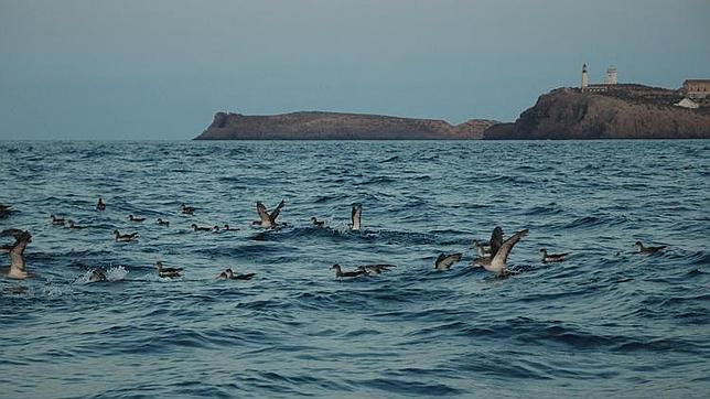Arranca la temporada de caza... «ilegal» de la pardela cenicienta en Canarias