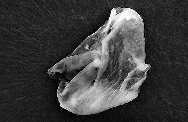 ¿Realmente se ha encontrado vida extraterrestre en la atmósfera de la Tierra?