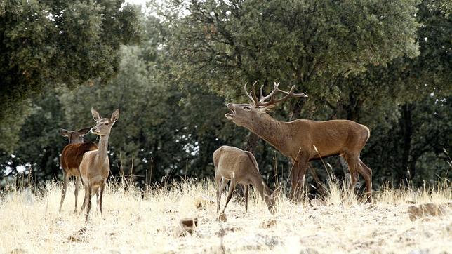 La berrea, una aventura que descubre la riqueza natural de Castilla-La Mancha
