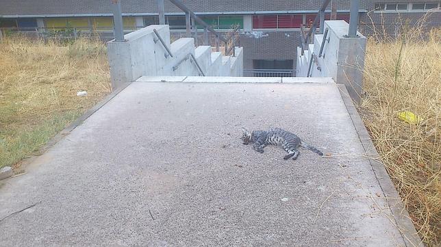 Una treintena de animales aparecen muertos cerca de la Escuela de Adultos