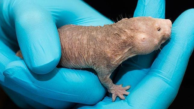 El secreto de la increíble longevidad de la rata desnuda