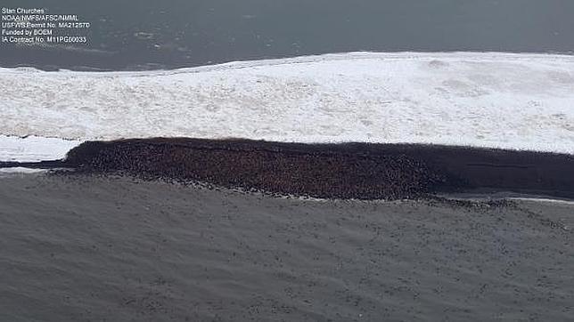 Diez mil morsas han llegado al noroeste de Alaska desde mediados de septiembre