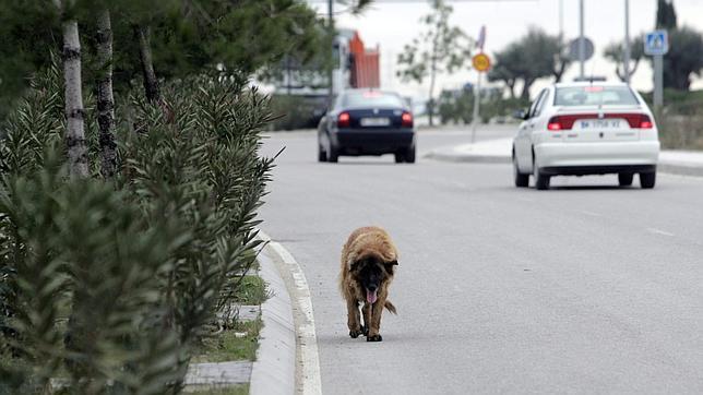 Perro abandonado en una carretera