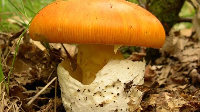 Las mejores setas para llevarse a la boca