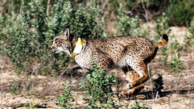 La Comisión Europea colabora con la reintroducción del lince ibérico