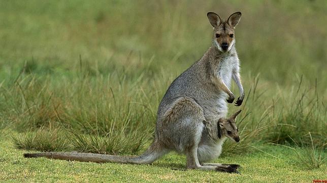 La competición de esperma provoca la muerte masiva de marsupiales