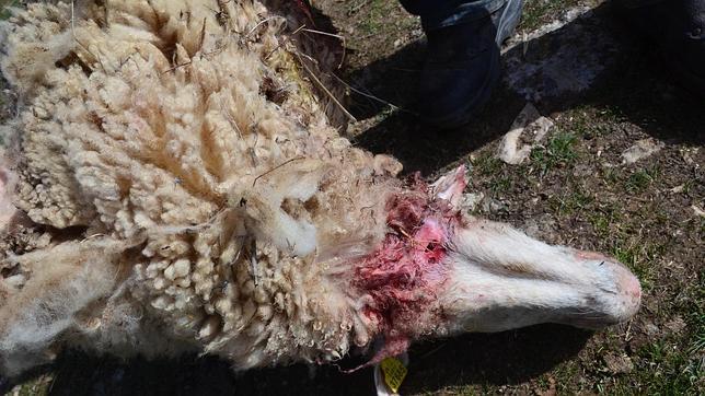 El lobo ibérico y el ganadero, dos especies antagonistas en peligro de extinción