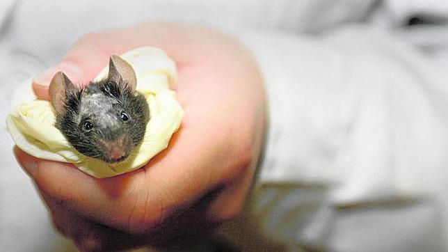 Madagascar lucha contra la amenaza de una epidemia de peste bubónica