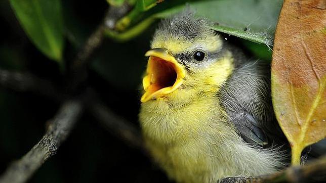 Los árboles envían señales de auxilio a las aves cuando los insectos les atacan