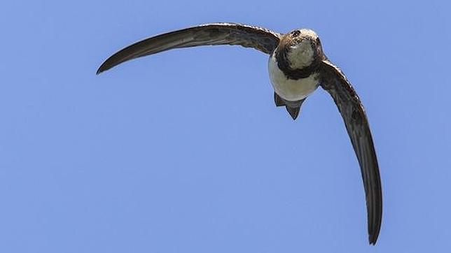 El ave que vuela 6 meses seguidos sin parar