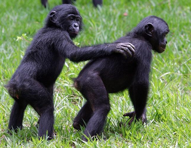 bonobo vs humano