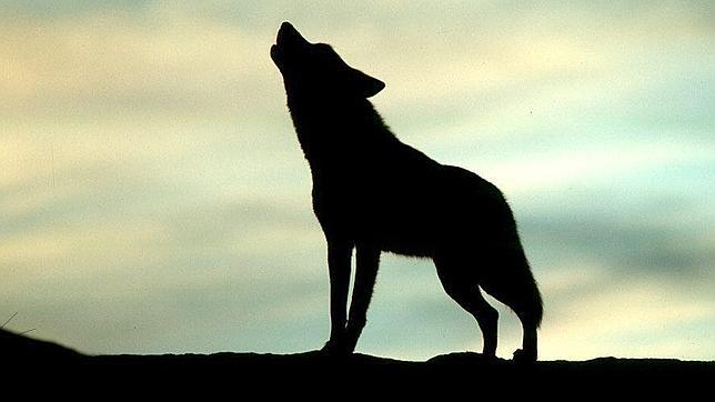 Una familia de lobos se asienta en el Parque Nacional del Guadarrama