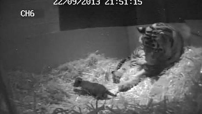Muere ahogado el primer cachorro de tigre de Sumatra que nacía en el zoo de Londres en 17 años