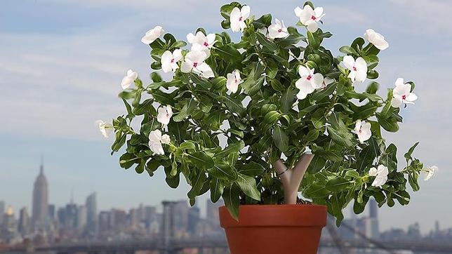 Flower Power, el asistente personal de jardinería