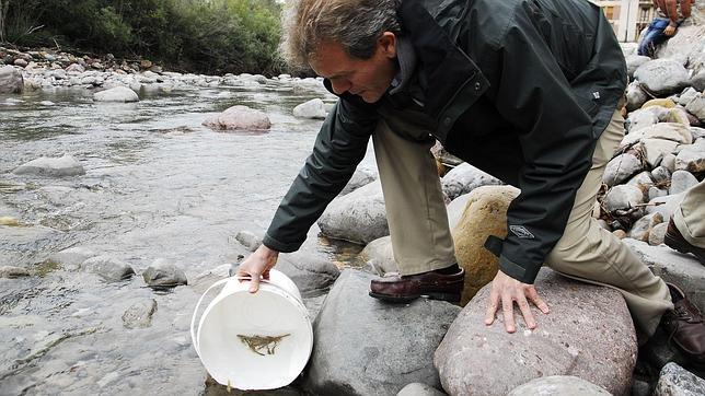 Sueltan 25.000 truchas para repoblar los ríos del Pirineo