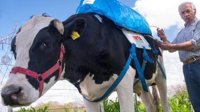 Las flatulencias de las vacas pueden alimentar el motor de un coche