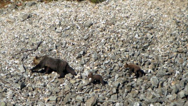La cordillera Cantábrica alcanza los 200 ejemplares de oso pardo