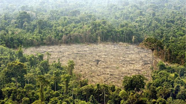 La Amazonía alberga 16.000 especies de árboles