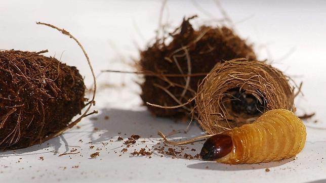 Un bar de París sirve de plato estrella «gusanos de seda con guarnición de guisantes»