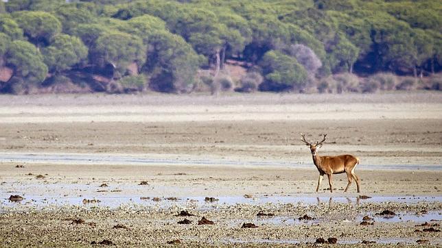 Un ciervo en la marismas del Parque Nacional de Doñana (Huelva)
