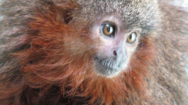 Descubren un mono que ronronea y 400 nuevas especies en un «edén» desconocido en el Amazonas