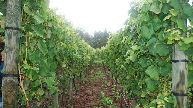 Cambados, cuna del vino Albariño