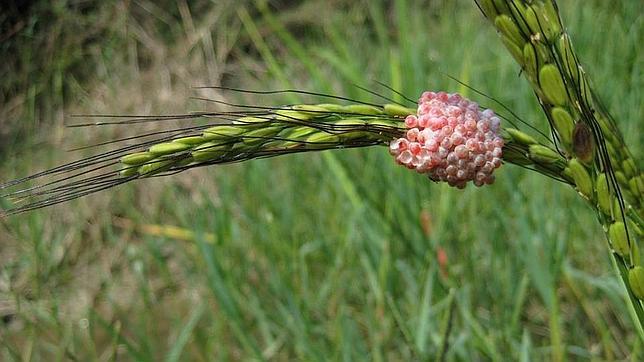 Combatir la plaga de caracol manzana cuesta 1,2 millones de euros