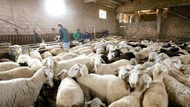 Se ha actuado correctamente en el brote de lengua azul de Oropesa