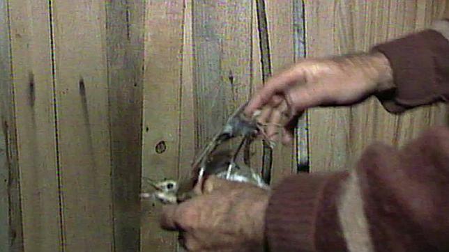 ¿Qué ocurre dentro de un parany?