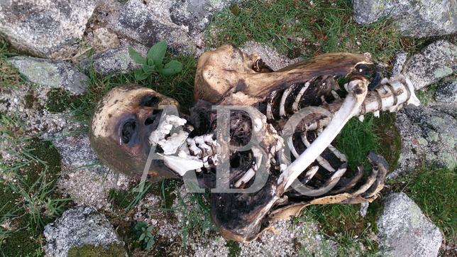 Un esqueleto en La Pedriza