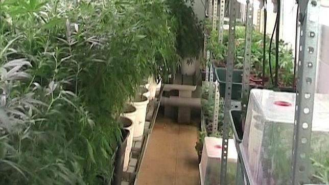 Intervienen más de 3.700 plantas de marihuana en dos naves de Sabadell