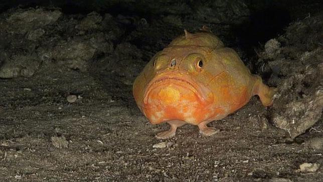 El Parlamento Europeo se queda corto en la prohibición de la pesca de profundidad destructiva