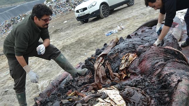 Una necropsia cuyo resultado ya no sorprende: 20 kg de plástico en el estómago de una ballena