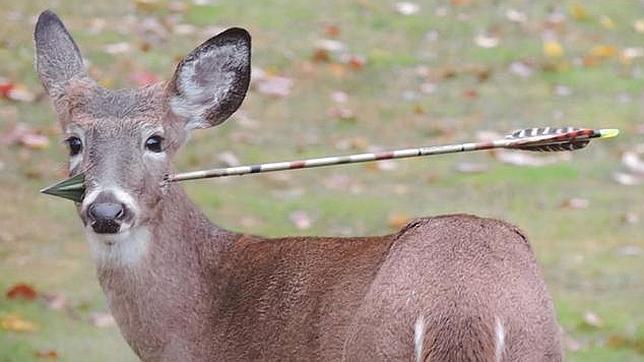 Un ciervo «afortunado»