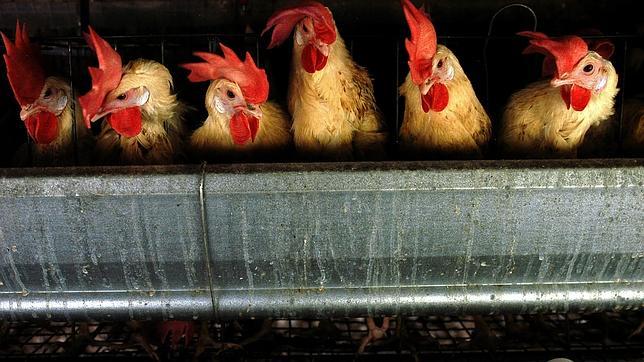 Las gallinas quieren una casa con porche