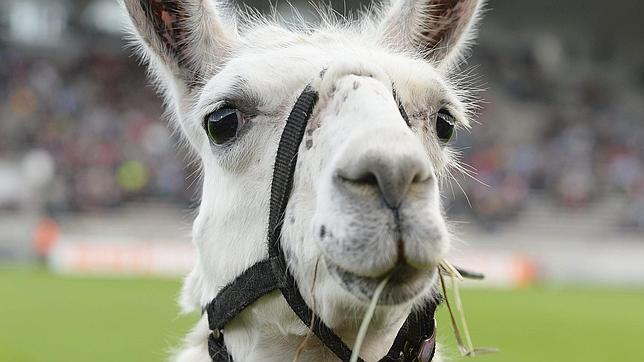 Los animales que conquistaron las redes sociales