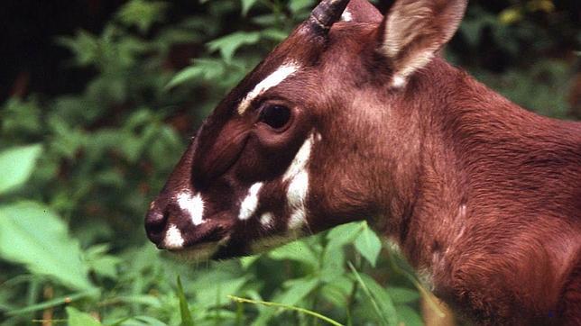 Localizado en Vietnam un «unicornio asiático» en peligro de extinción