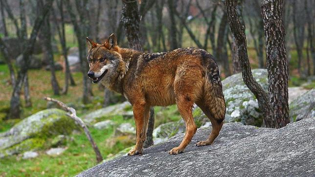 «El próximo siglo puede que no queden árboles en Sierra Morena»