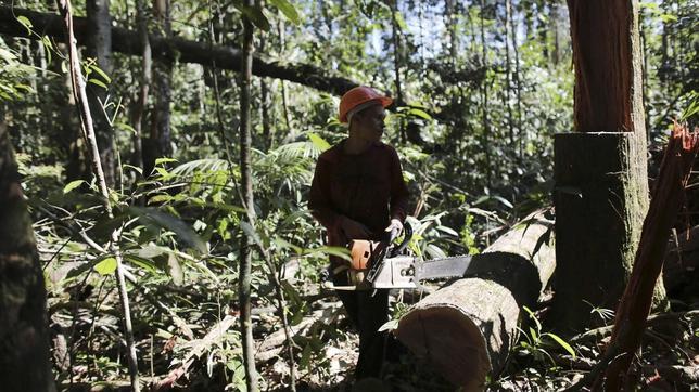 Vuelve la deforestación a la Amazonía de Brasil