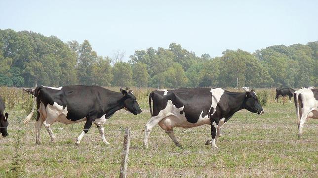 Las vacas lecheras, en peligro de extinción en Aragón