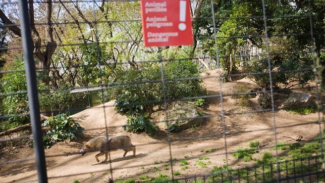 Las cuatro lobas del Zoo de Barcelona matan a su madre por un «macho imaginario»