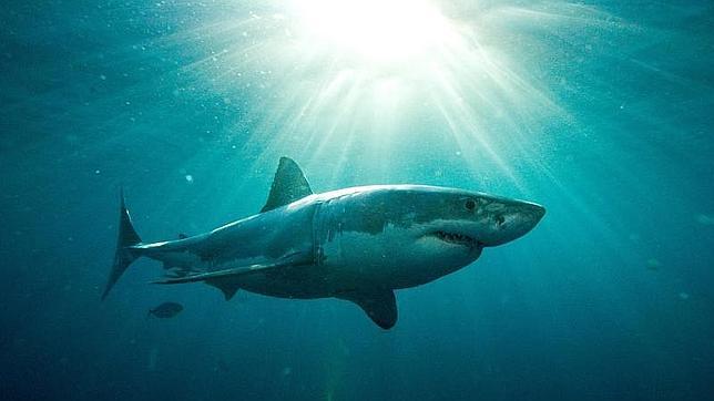 La muerte de un surfista por el ataque de un tiburón desata una ola de pánico en Australia