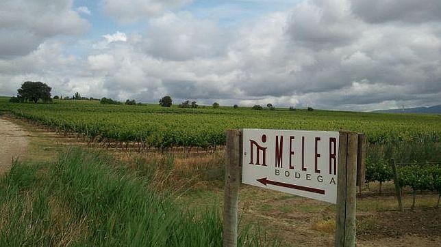 Meler Syrah: lozanía del Somontano por cinco euros