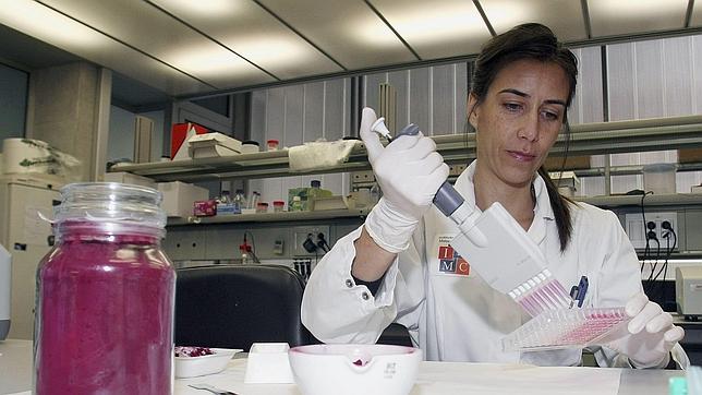 Descubren que una flor reduce la tensión, el colesterol y la diabetes en pacientes obesos