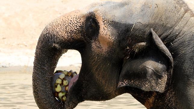 Brasil acogerá el primer santuario de elefantes de Sudamérica