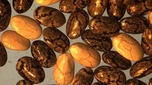 Los beneficios para la salud de las semillas de chía