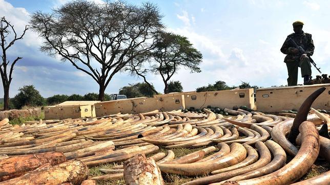 Una quinta parte de los elefantes africanos podría desaparecer en 10 años