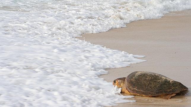 La luminosidad de la luna afecta a las capturas accidentales de tortugas